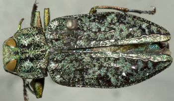 Media type: image;   Entomology 2696 Aspect: habitus dorsal view